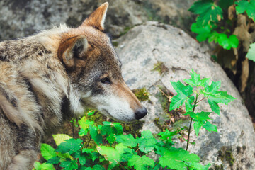 Wolf in the Forest , Eurasian Wolf (Canis lupus lupus) Close-Up Portrait in Natural Habitat	