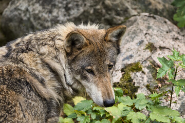 Wolf in the Forest , Eurasian Wolf (Canis lupus lupus) Close-Up Portrait in Natural Habitat	