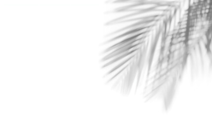 Obraz premium A minimal abstract composition features soft gray palm leaf shadows on a white background, with fronds spreading diagonally and blurred edges that evoke a dreamy aesthetic. The natural.