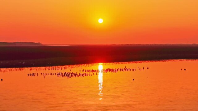 At sunset, flocks of migratory birds, swans, and geese take flight over Poyang Lake.