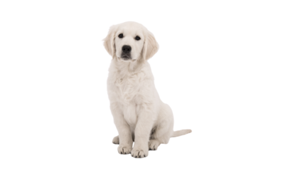 Golden Retriever puppy, retriever puppy, cute puppy, cute dog, pet dog, labrador retriever, cute retriever puppy, adorable dog, cute pet, family pet, cute, dog, png, sweet dog, loyal animal, playful d
