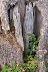 朽ちた切り株