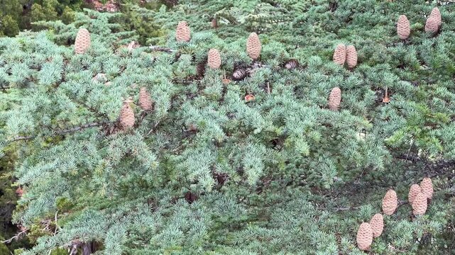 Cones on the Kiliya fir tree at the top of the branches, standing upright, in Turkey on Mount Babadag. Cones of the Nordmann fir. An evergreen coniferous tree with needles and cone-shaped cones. 4К