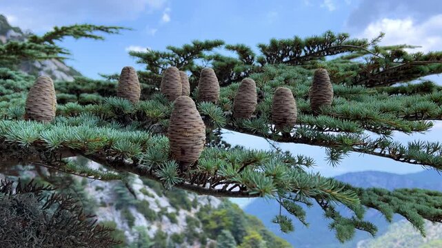 Cones on the Kiliya fir tree at the top of the branches, standing upright, in Turkey on Mount Babadag. Cones of the Nordmann fir. An evergreen coniferous tree with needles and cone-shaped cones. 4К