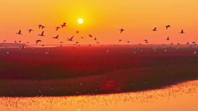 At sunset, a flock of cranes fly over the wetlands, migratory birds of Poyang Lake