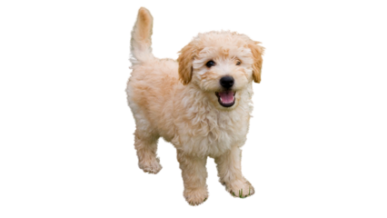 Maltese puppy, Maltese dog, white Maltese, cute dog, cute Maltese, png, dog png, adorable dog, cute pet, cute puppy 