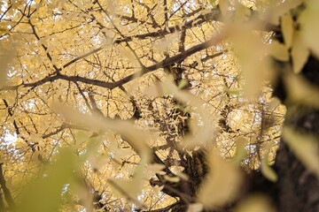 黄葉したイチョウの木