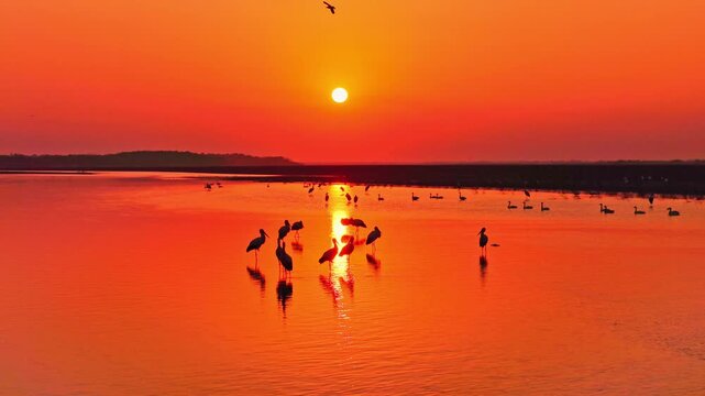 At sunset, a flock of cranes in the lake, migratory birds of Poyang Lake