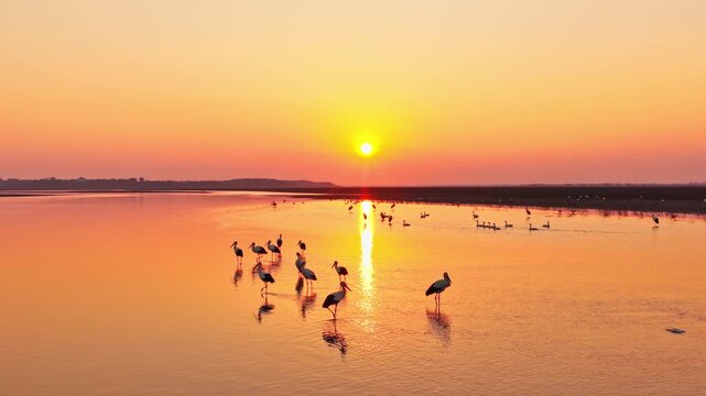 At sunset, a flock of cranes in the lake, migratory birds of Poyang Lake