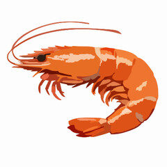 Shrimp vector clipart art illustration solid white background 