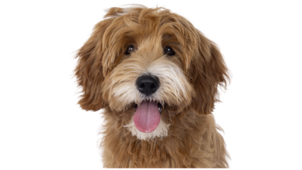 Goldendoodle puppy, cute dog, pet dog, cute Golden doodle puppy, adorable dog, cute pet, family pet, cute, dog, png, sweet dog, loyal animal, playful dog