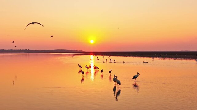 At sunset, a flock of cranes in the lake, migratory birds of Poyang Lake