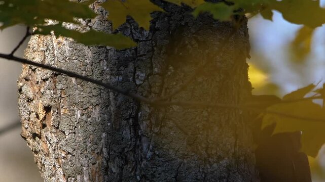 view of the textured bark of a deciduous tree, possibly a Rowan tree (Sorbus torminalis L.), with glimpses of yellowing leaves in the background. The footage captures the natural beauty and rugged tex