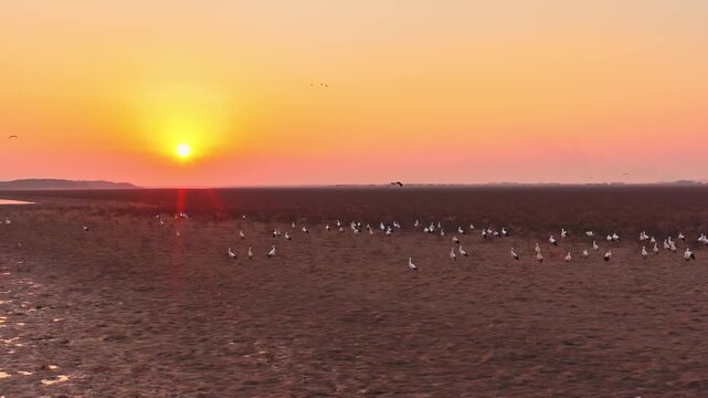 At sunset, a flock of cranes fly over the wetlands, migratory birds of Poyang Lake