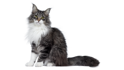 Fluffy long haired cat sitting on white background isolated