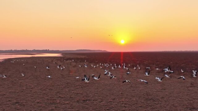 At sunset, a flock of cranes fly over the wetlands, migratory birds of Poyang Lake