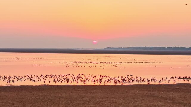 At sunset, flocks of migratory birds, swans, and geese take flight over Poyang Lake.
