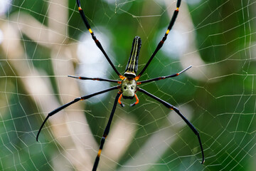 Spider Nephila pilipes on her web. Famous and big spider in asia