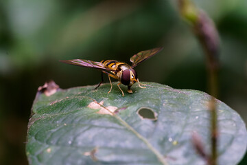 Close up of Episyrphus balteatus - syrphid fly in thailand