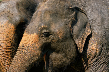 thai elephant near chiang mai