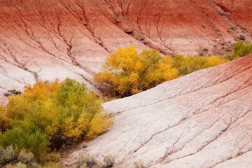 Autumn-colored shrubs growing on layered red and white rock formations in a desert landscape