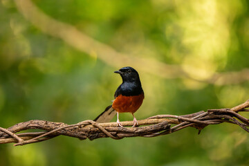 Fototapeta premium White Rumped Shama stand in the rain forest