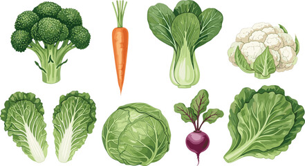 Fresh organic vegetables collection, healthy green broccoli, orange carrot, bok choy, cauliflower, cabbage, beetroot, and lettuce leaves, isolated vector illustration for grocery design.