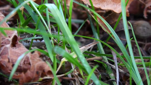 4K macro video of a small snake advancing through the grass. Grass snake, common in Europe. also called ringed snake, latin name: Natrix natrix. the snake moves from left to right