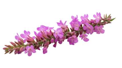 Vibrant pink flower branch on transparent background