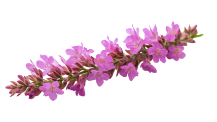 Vibrant pink flowers on transparent background