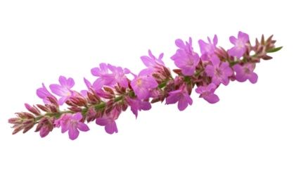 Delicate lavender flowers on transparent background