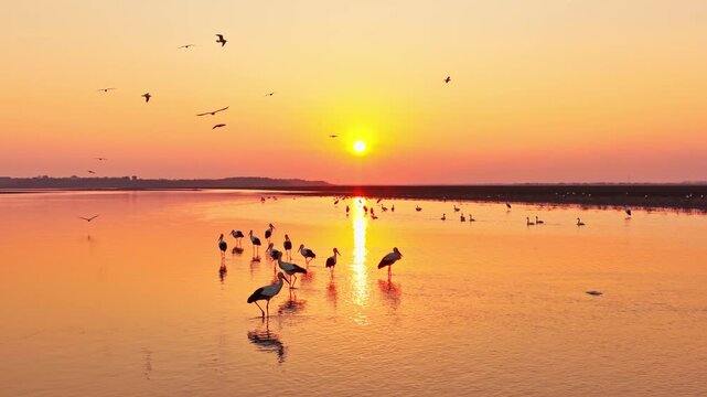 At sunset, a flock of cranes in the lake, migratory birds of Poyang Lake