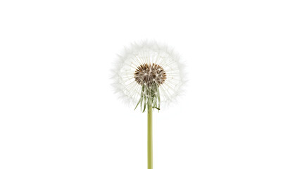 A high-key macro photograph features a centered white dandelion seed head, with delicate seeds radiating outward. The thin light green stem is visible below the seed head, all set against a pure white