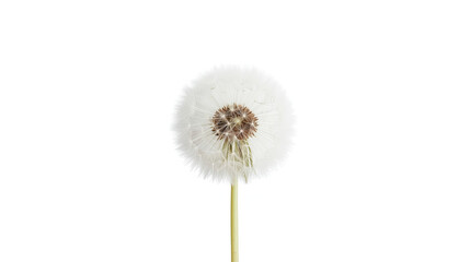 A high-key macro photograph features a centered white dandelion seed head, with delicate seeds radiating outward. The thin light green stem is visible below the seed head, all set against a pure white