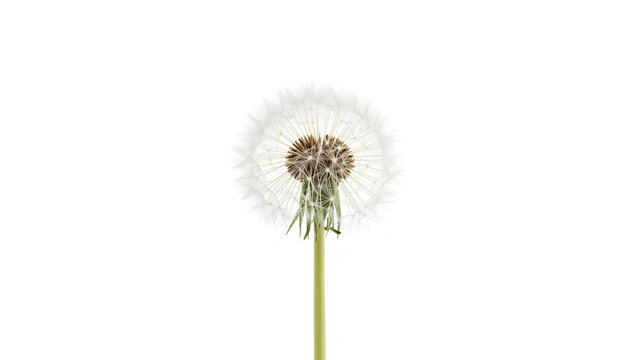A high-key macro photograph features a centered white dandelion seed head, with delicate seeds radiating outward. The thin light green stem is visible below the seed head, all set against a pure white