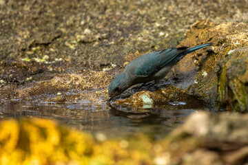 Verditer Flycatcher bird in the rain forest