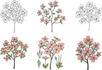 Flowering dogwood tree illustrations, botanical stages, pink blossoms, educational plant graphics, nature art, seasonal bloom, foliage study, garden flora