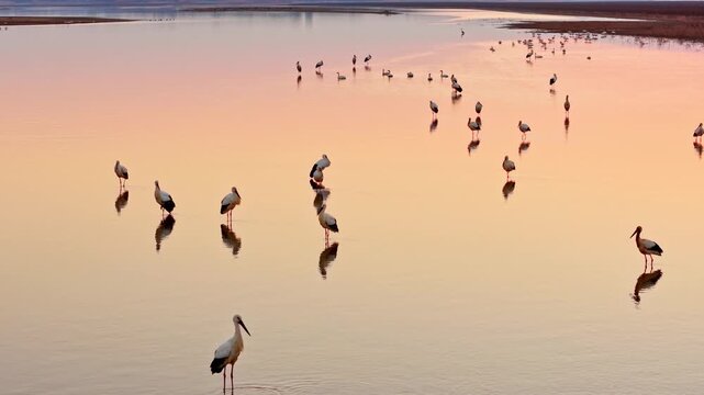 At sunset, a flock of cranes in the lake, migratory birds of Poyang Lake
