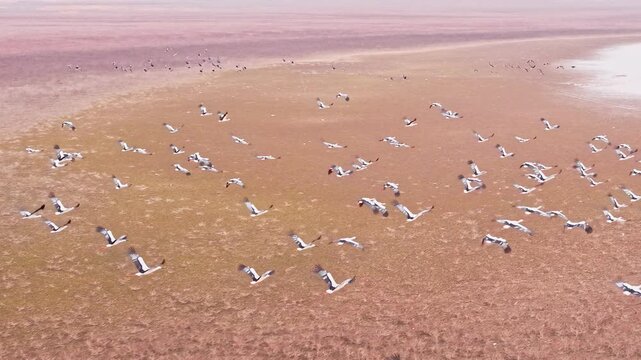 At sunset, flocks of migratory birds, swans, and geese take flight over Poyang Lake.