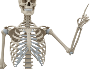 highly detailed 3d render of an aged human skeleton's upper torso and pointing hand, isolated on a high-key transparent background, educational visualization concept