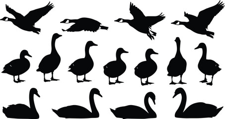 Goose and swan silhouette set, flying standing swimming poses, waterfowl birds collection, isolated vector illustration © Bappi Creatives