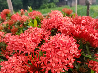 The Ashoka flower symbolizes happiness and positive energy, and has a delicate fragrance. The Ashoka flower has a distinctive natural red color.