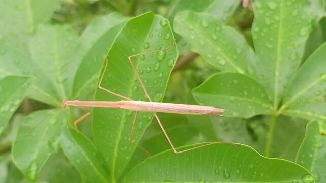 brown praying mantis on the leaf