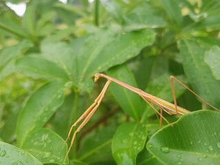 brown praying mantis on the leaf