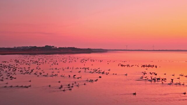 At sunset, flocks of migratory birds, swans, and geese take flight over Poyang Lake.