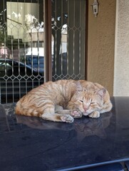 Obraz premium Sleeping Orange Tabby Cat Resting Comfortably on Dark Stone Surface, Peaceful Domestic Animal Portrait