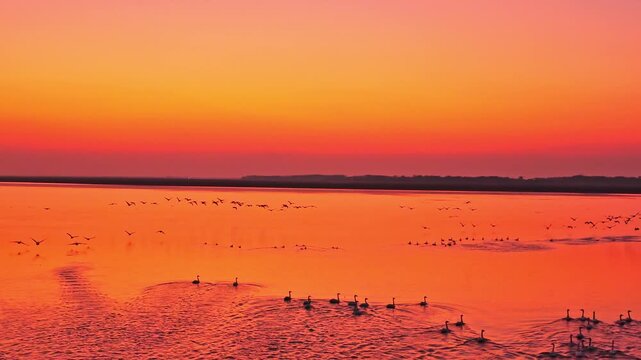 At sunset, flocks of migratory birds, swans, and geese take flight over Poyang Lake.