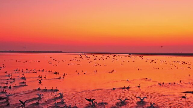 At sunset, flocks of migratory birds, swans, and geese take flight over Poyang Lake.