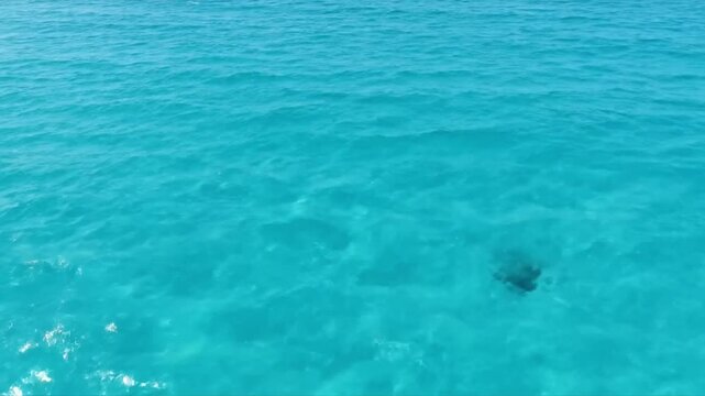 Aerial top-down view of crystal clear turquoise ocean water with gentle ripples and a dark shape visible underwater, tropical summer sea background.