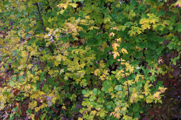 Cornelian cherry tree with yellow and green leaves the garden. Cornus mas on autumn season